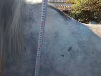 Kuda jantan, Horses — foto 4
