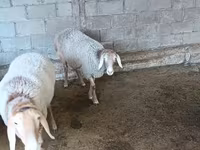 Kambing betina, Arashan sheep — foto 2