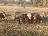 Ovan, Arashan sheep — fotografija 4