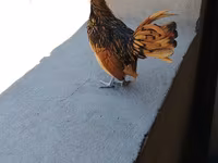 Chickens — 사진 4