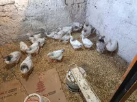 Chickens — fotografija 1