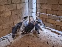 برنزی — عکس 5