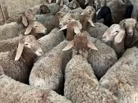 میش, گوسفند — عکس 1