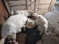 بز ماده, بز — عکس 3