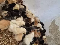 Chickens — عکس 5