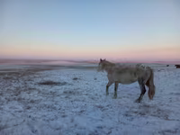 Kobyła, Yakutian horse — zdjęcie 3