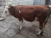 گاو ماده, Simmental cattle — عکس 2