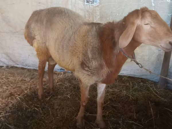 Widder, Arashan sheep