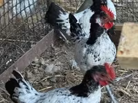 Chickens — photo 4