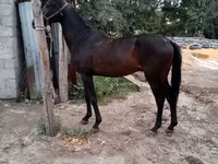 ፈረስ, Thoroughbred horse — ፎቶ 4