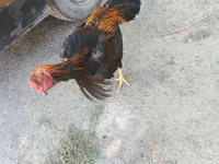 Chickens — عکس 2