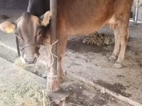Сиыр, Swiss cattle — 5-сурет