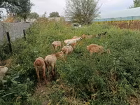 Pecora, Pecore — foto 4