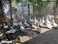 Ducks — ảnh 2