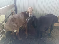 Beran, Arashan sheep — foto 1