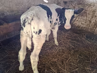 Býk, Russian Black pied cattle — foto 1