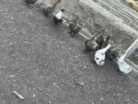 Ducks — photo 4