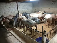 绵羊（批次，未指定性别）, Sheep — 照片 2