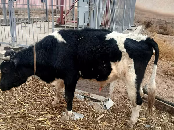 Tyre, Russian Black pied cattle