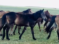 Hengst, Kazakh horse — Foto 2