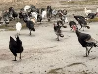 Turkeys — Foto 7