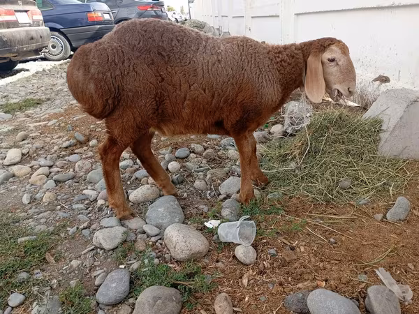 Sheep, Arashan sheep — Kyrgyzstan