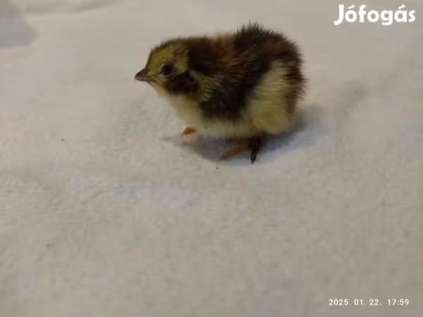 Quails