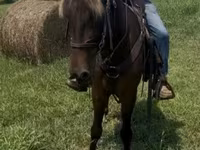Cal, Rocky Mountain Horse — foto 7