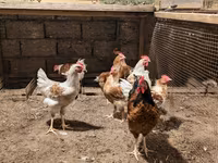 لوهمن براون — عکس 5