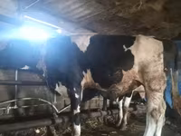 Bull, Red-spotted breed — photo 2