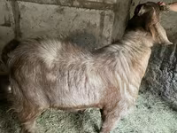 Bode, Nubian Goat — foto 5