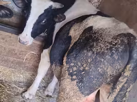 Tyre, Holstein-race — foto 3