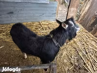 Billy Goat, Goats — photo 2