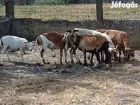 میش, Cameroon sheep — عکس 3