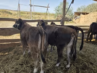 گاو و گوساله (گروه، جنسیت مشخص نشده), آبرادین-آنگوس — عکس 4