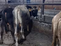 Bulle, Swiss cattle — Foto 2