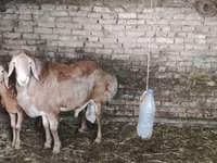Kambing jantan, Sheep — foto 2