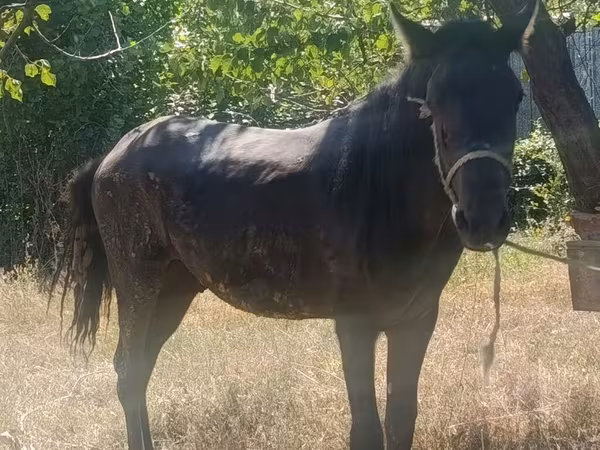 Horse (M), French Trotter