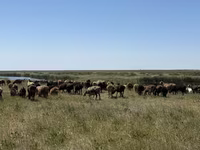 แกะตัวเมีย, Kazakh fat-tailed coarsewool sheep — รูปภาพ 3
