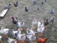 Chickens — снимка 1
