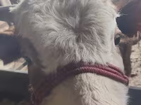 Buğa, Simmental cattle — foto 4
