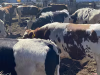 Lembu jantan, Simmental cattle — foto 1