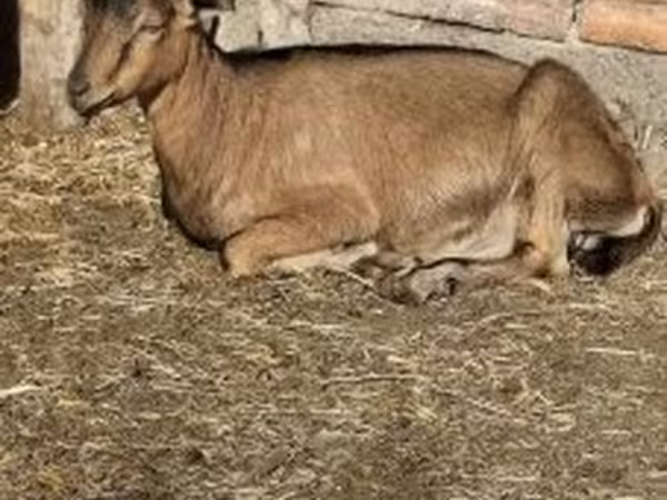 بز نر, Alpine goat