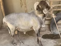 Biri-biri (lot, jantina tidak dinyatakan), Sheep — foto 2