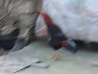 Chickens — รูปภาพ 4
