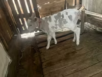 Mucca, Razza Alataus — foto 3