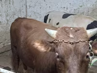 Бух, Russian Black pied cattle — 4 зураг