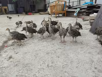 Chickens — รูปภาพ 5
