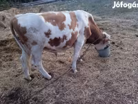 Byk, Charolais cattle — zdjęcie 4