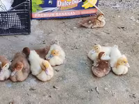 German Pekin — sawirka 6